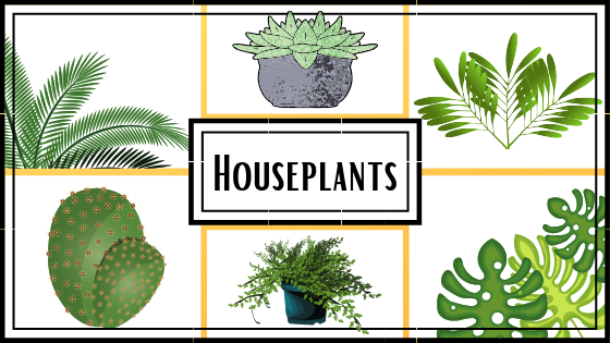Houseplants (2)