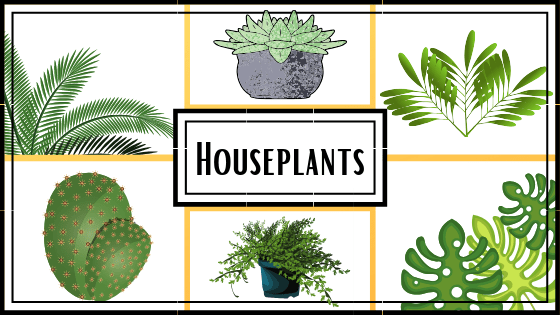 Houseplants (2)